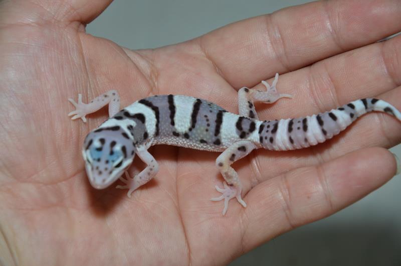 «ö¦¹¦b·sµøµ¡ÂsÄý¹Ï¤ù