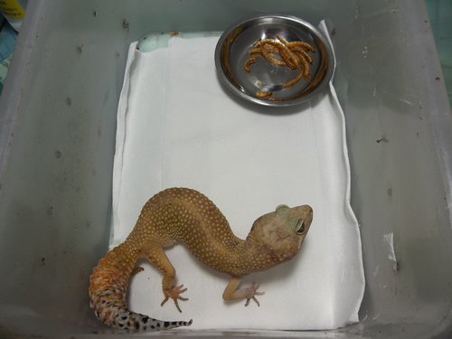 «ö¦¹¦b·sµøµ¡ÂsÄý¹Ï¤ù