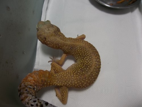 «ö¦¹¦b·sµøµ¡ÂsÄý¹Ï¤ù