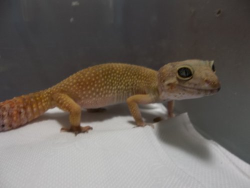 «ö¦¹¦b·sµøµ¡ÂsÄý¹Ï¤ù