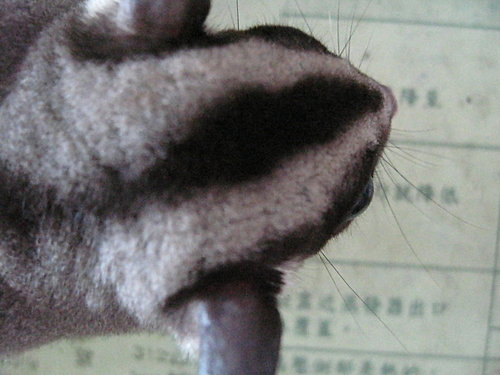 «ö¦¹¦b·sµøµ¡ÂsÄý¹Ï¤ù