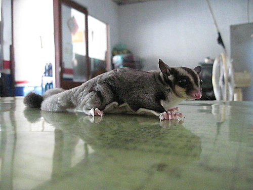 «ö¦¹¦b·sµøµ¡ÂsÄý¹Ï¤ù