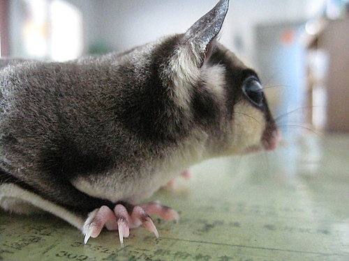 «ö¦¹¦b·sµøµ¡ÂsÄý¹Ï¤ù