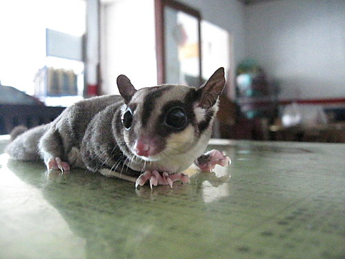 «ö¦¹¦b·sµøµ¡ÂsÄý¹Ï¤ù