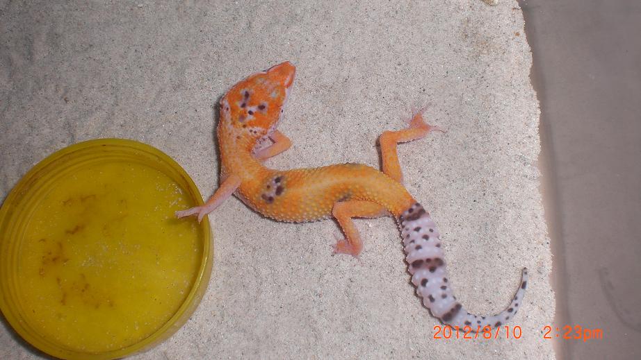 «ö¦¹¦b·sµøµ¡ÂsÄý¹Ï¤ù