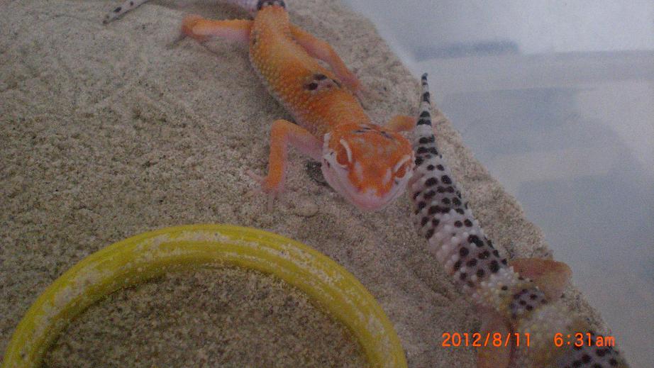 «ö¦¹¦b·sµøµ¡ÂsÄý¹Ï¤ù