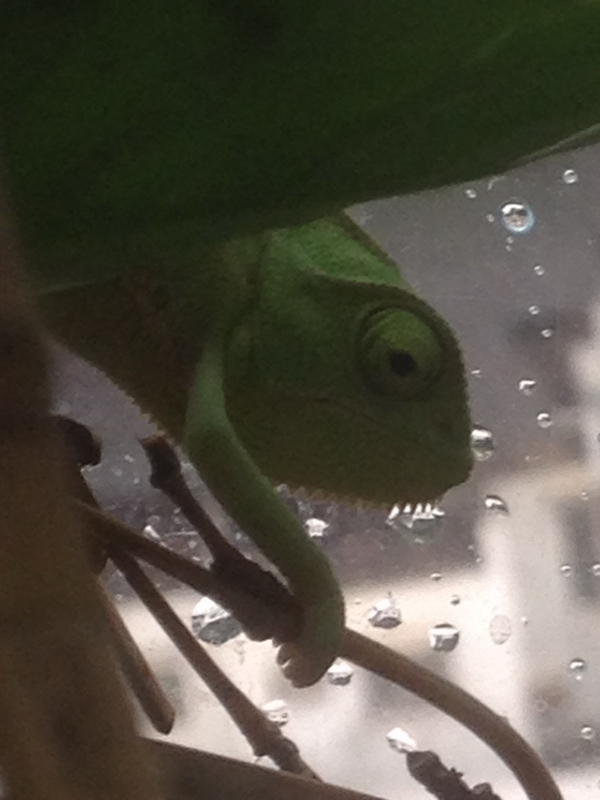 按此在新視窗瀏覽圖片