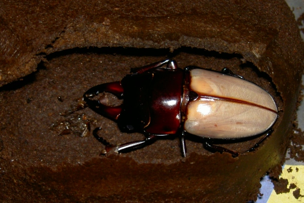 按此在新視窗瀏覽圖片