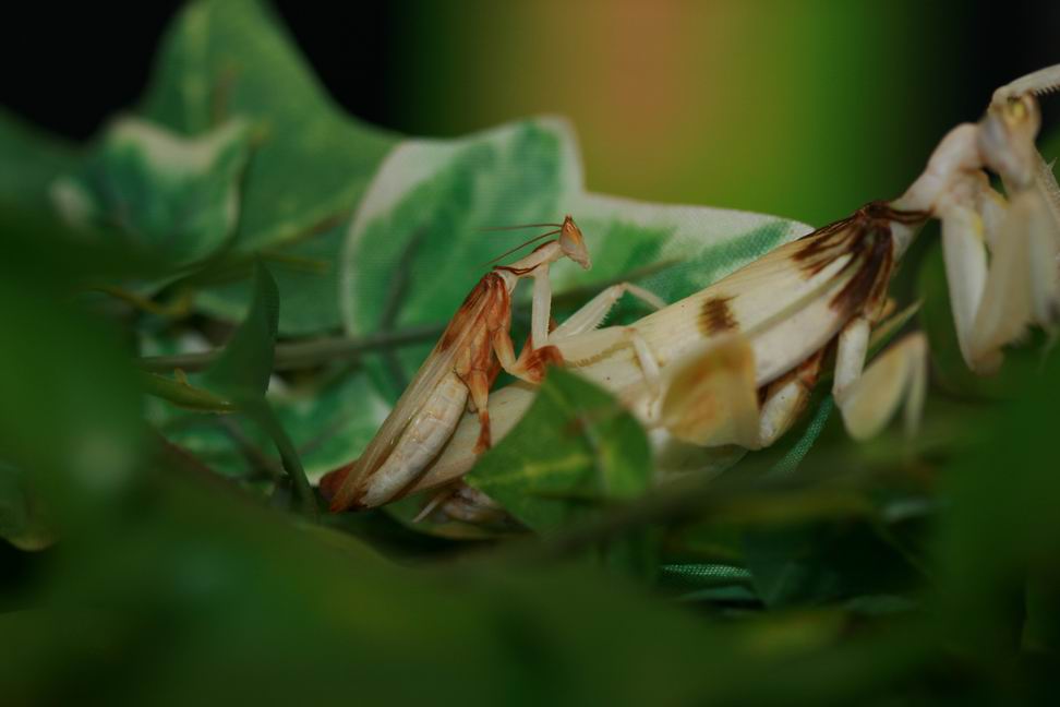 按此在新視窗瀏覽圖片