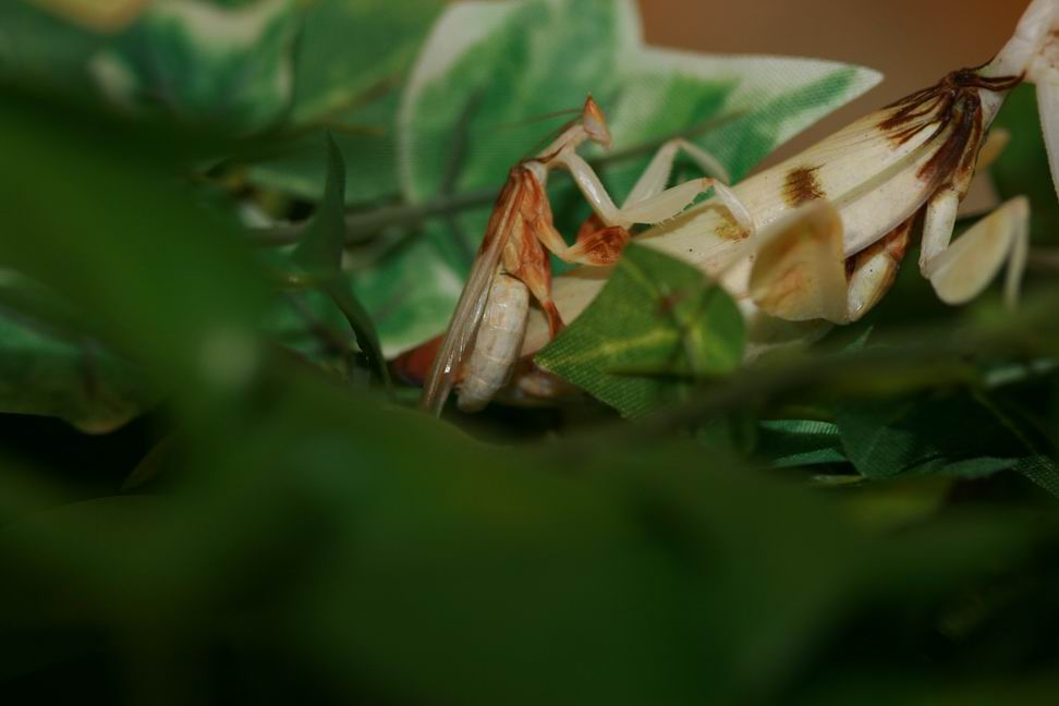 按此在新視窗瀏覽圖片