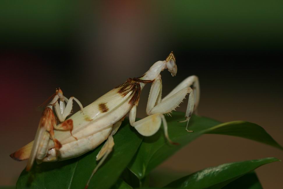 按此在新視窗瀏覽圖片