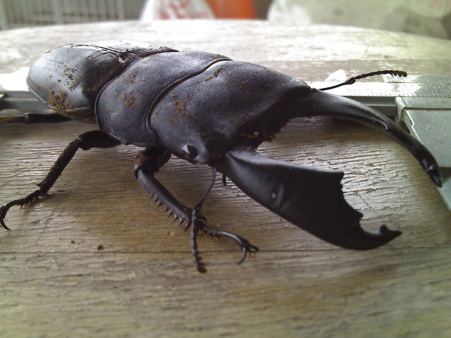 按此在新視窗瀏覽圖片