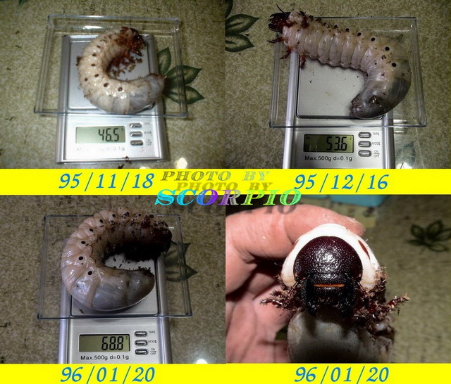 按此在新視窗瀏覽圖片