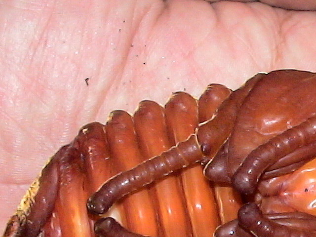 按此在新視窗瀏覽圖片