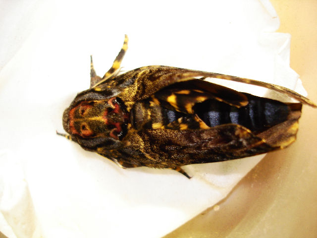 按此在新視窗瀏覽圖片