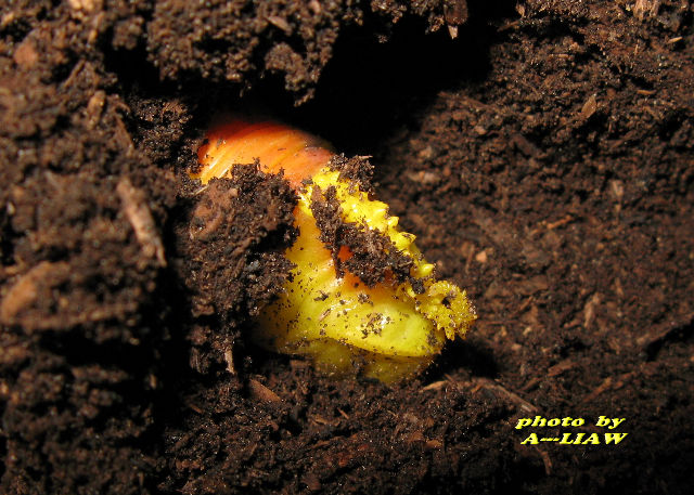 按此在新視窗瀏覽圖片