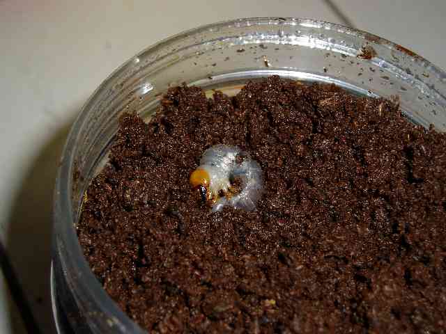 按此在新視窗瀏覽圖片