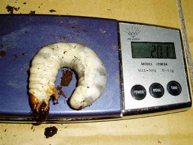 按此在新視窗瀏覽圖片