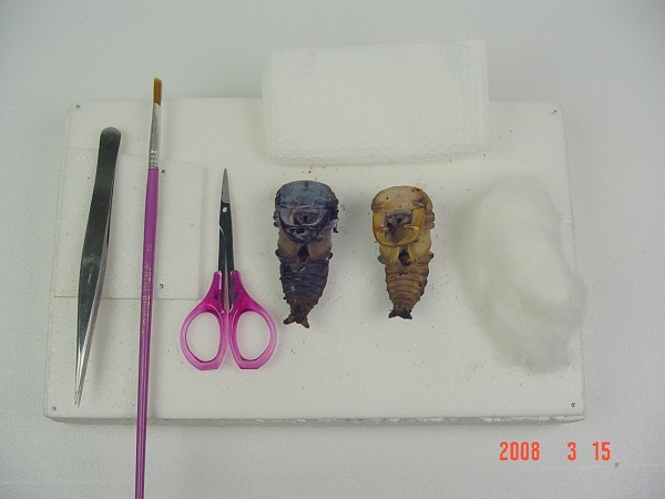 «ö¦¹¦b·sµøµ¡ÂsÄý¹Ï¤ù