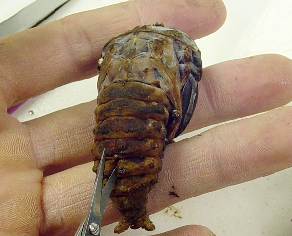 «ö¦¹¦b·sµøµ¡ÂsÄý¹Ï¤ù