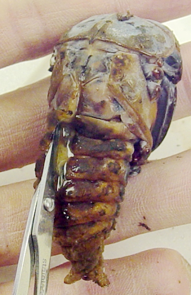 «ö¦¹¦b·sµøµ¡ÂsÄý¹Ï¤ù