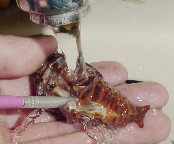 «ö¦¹¦b·sµøµ¡ÂsÄý¹Ï¤ù