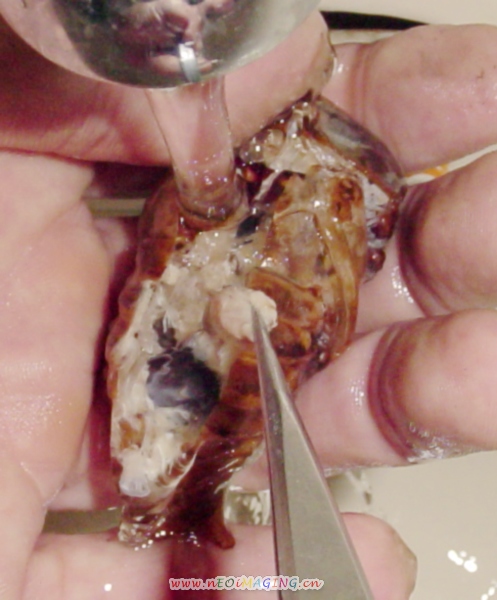 «ö¦¹¦b·sµøµ¡ÂsÄý¹Ï¤ù