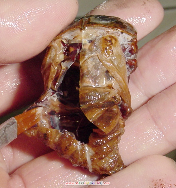 «ö¦¹¦b·sµøµ¡ÂsÄý¹Ï¤ù