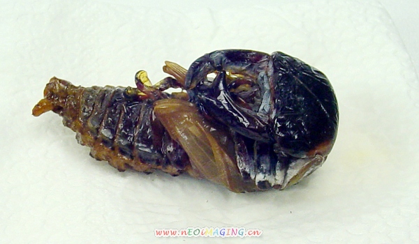 «ö¦¹¦b·sµøµ¡ÂsÄý¹Ï¤ù