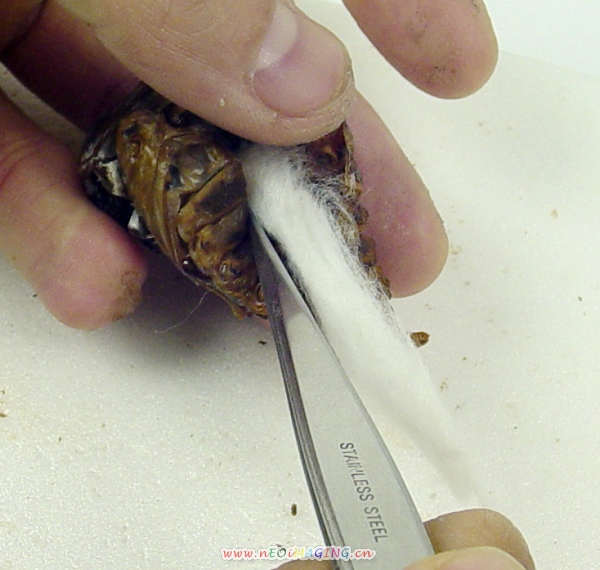 «ö¦¹¦b·sµøµ¡ÂsÄý¹Ï¤ù