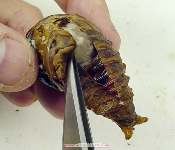 «ö¦¹¦b·sµøµ¡ÂsÄý¹Ï¤ù