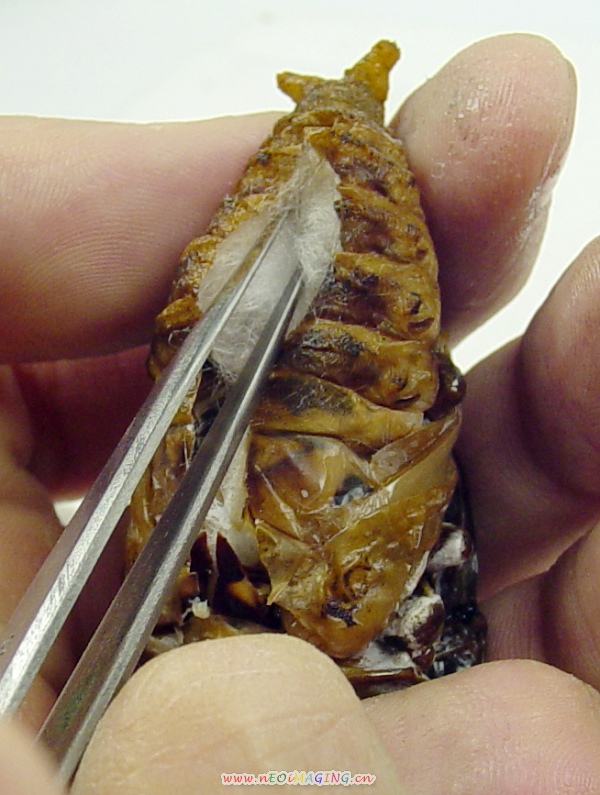 «ö¦¹¦b·sµøµ¡ÂsÄý¹Ï¤ù