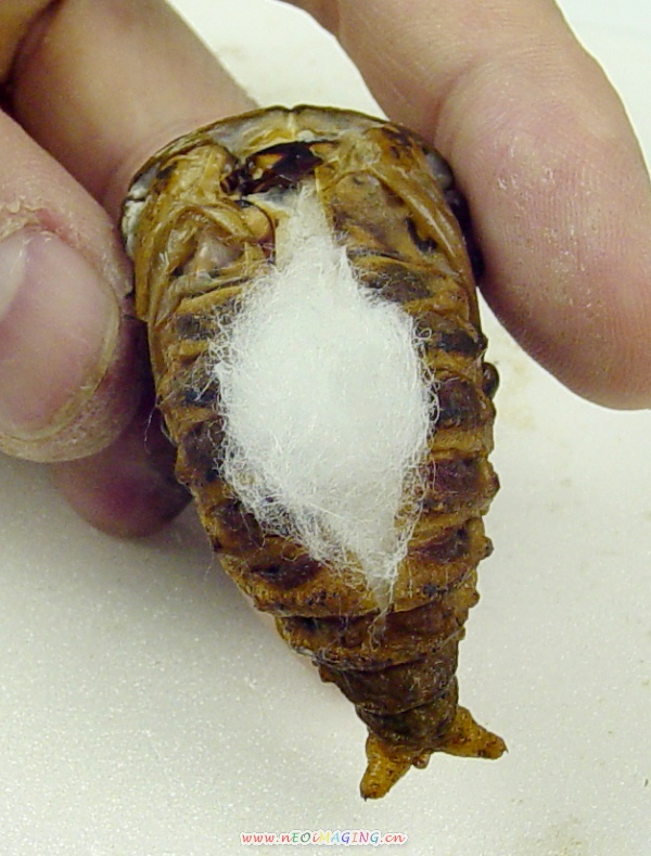 «ö¦¹¦b·sµøµ¡ÂsÄý¹Ï¤ù