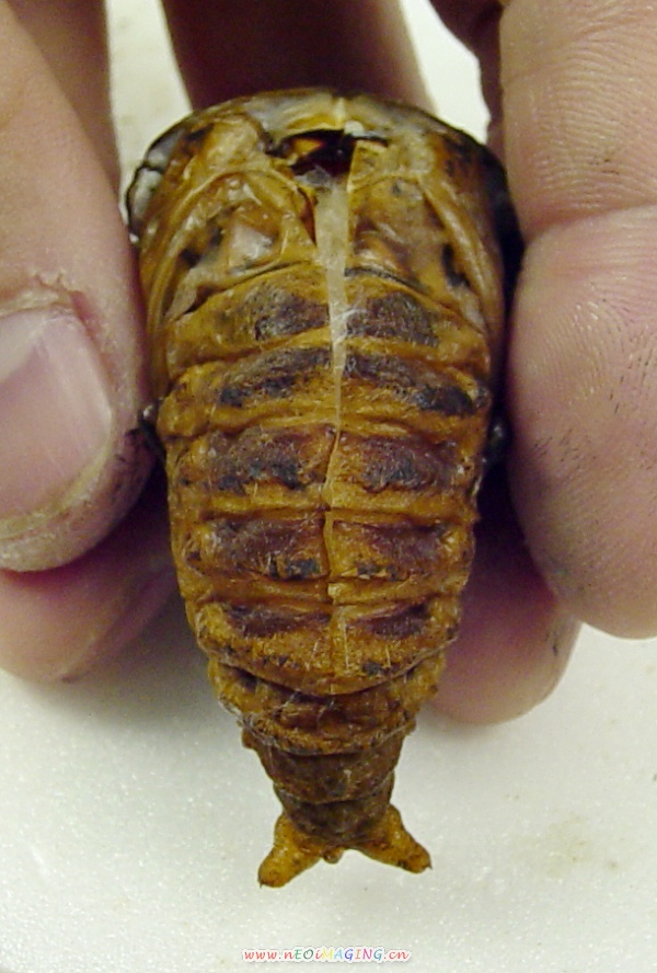 «ö¦¹¦b·sµøµ¡ÂsÄý¹Ï¤ù