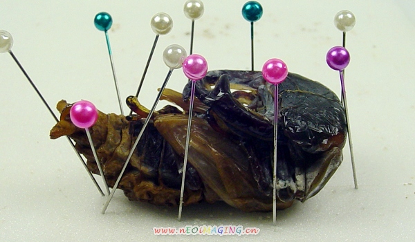 «ö¦¹¦b·sµøµ¡ÂsÄý¹Ï¤ù