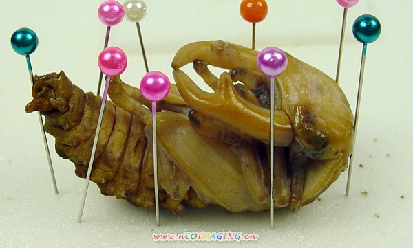 «ö¦¹¦b·sµøµ¡ÂsÄý¹Ï¤ù