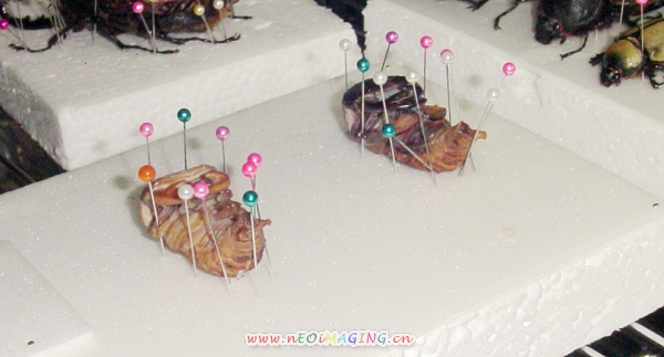 «ö¦¹¦b·sµøµ¡ÂsÄý¹Ï¤ù