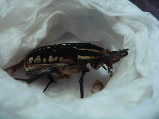 按此在新視窗瀏覽圖片