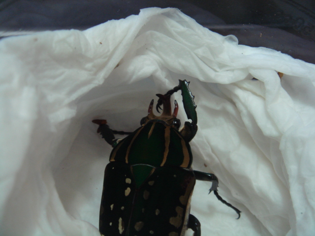 按此在新視窗瀏覽圖片