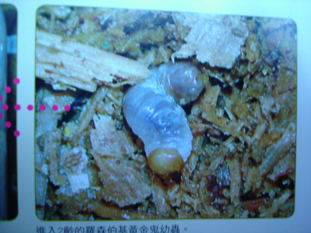 按此在新視窗瀏覽圖片