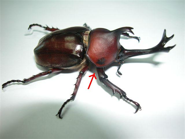 按此在新視窗瀏覽圖片