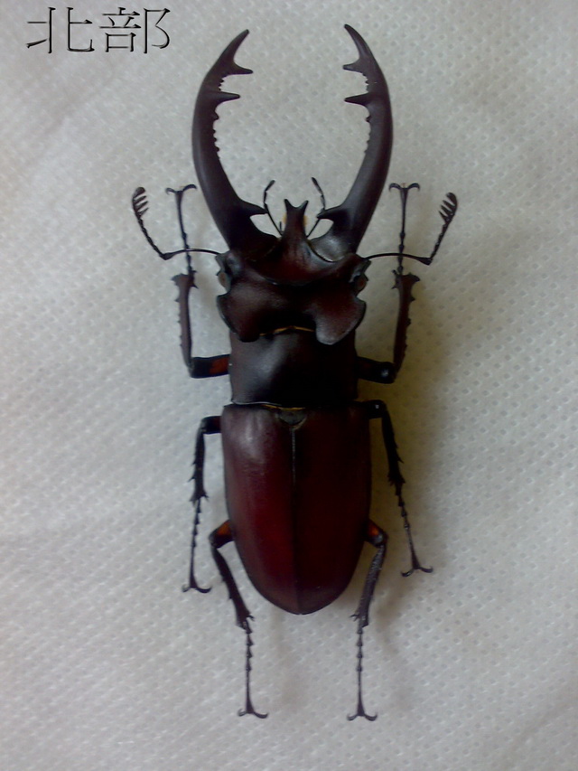 «ö¦¹¦b·sµøµ¡ÂsÄý¹Ï¤ù