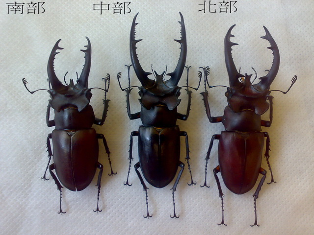 «ö¦¹¦b·sµøµ¡ÂsÄý¹Ï¤ù