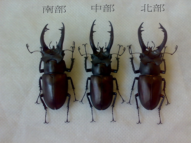 «ö¦¹¦b·sµøµ¡ÂsÄý¹Ï¤ù