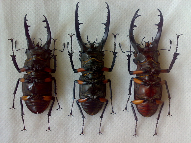 «ö¦¹¦b·sµøµ¡ÂsÄý¹Ï¤ù