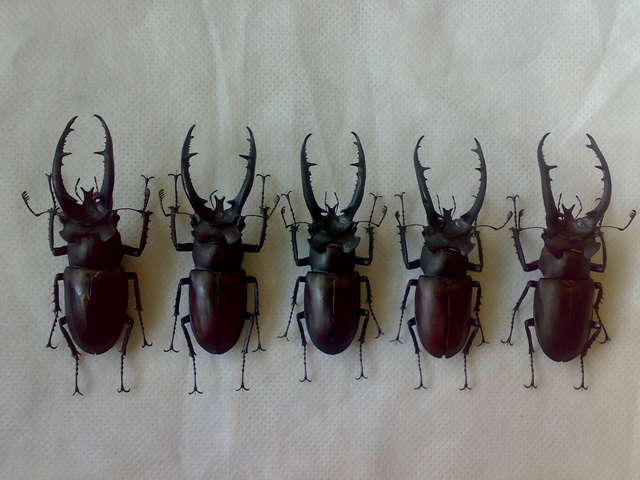 «ö¦¹¦b·sµøµ¡ÂsÄý¹Ï¤ù