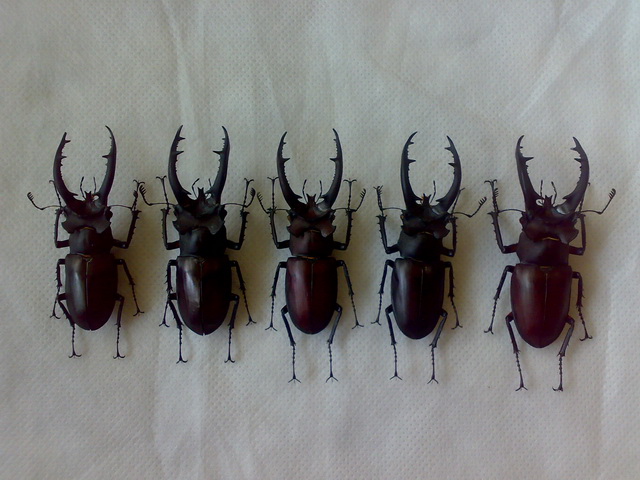 «ö¦¹¦b·sµøµ¡ÂsÄý¹Ï¤ù