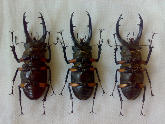 «ö¦¹¦b·sµøµ¡ÂsÄý¹Ï¤ù