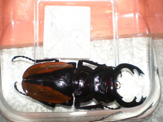 按此在新視窗瀏覽圖片