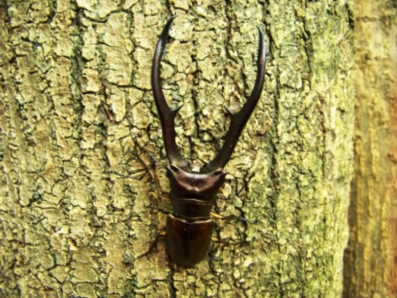 按此在新視窗瀏覽圖片